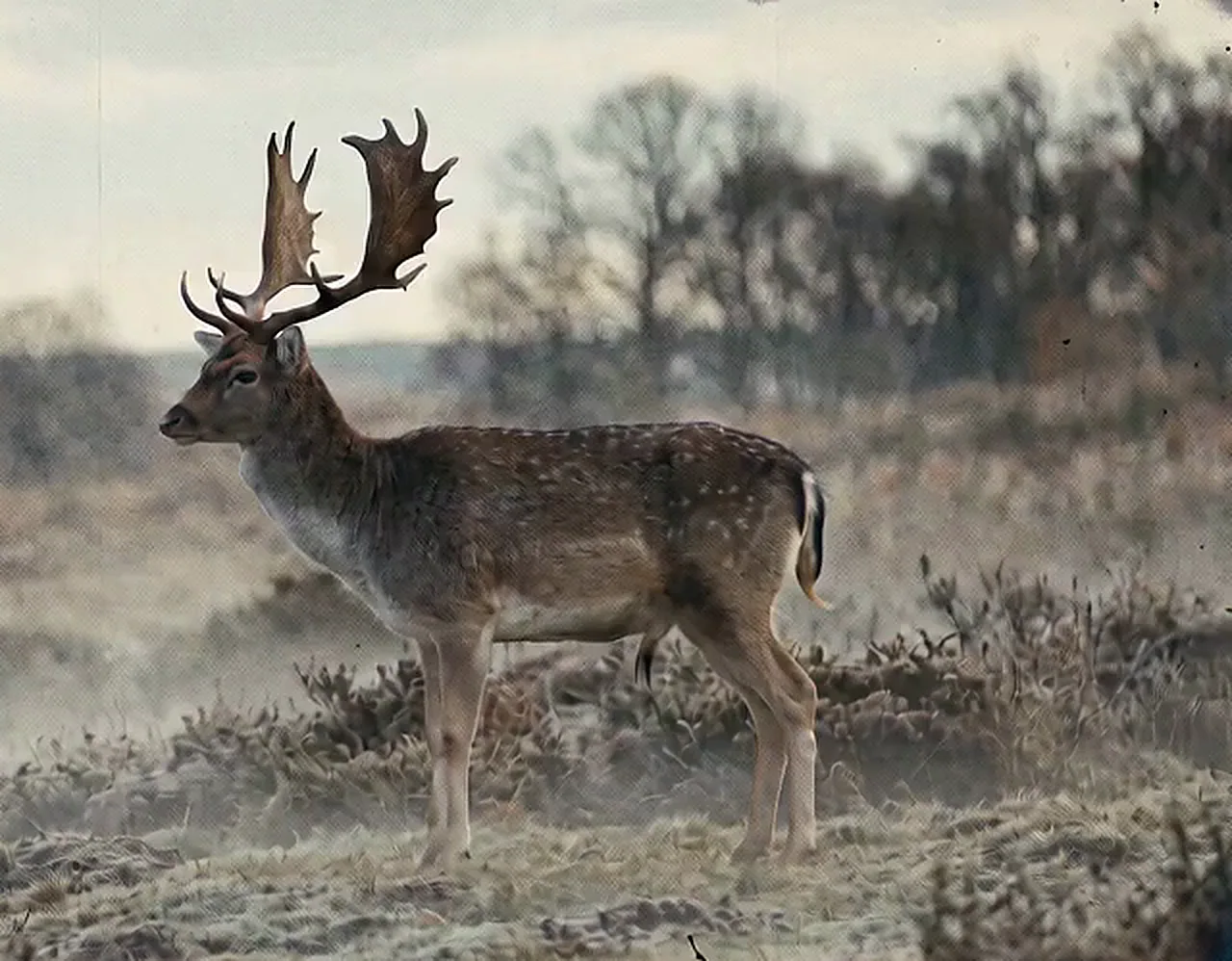 A fallow deer buck turning on the spot in Australian grass