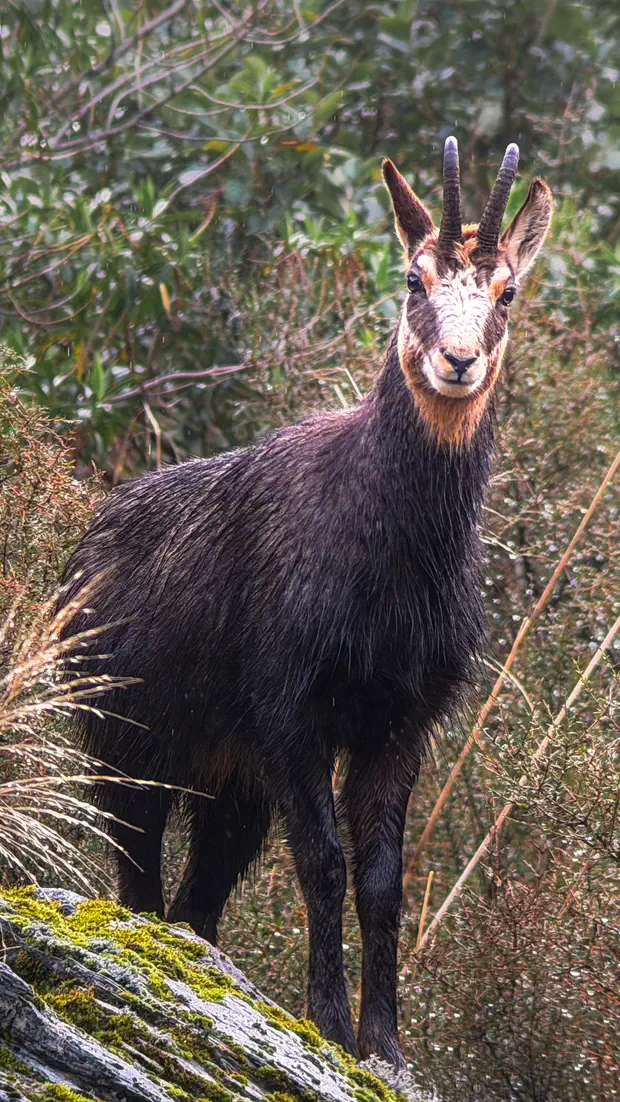 A chamois buck standing in wet tussock