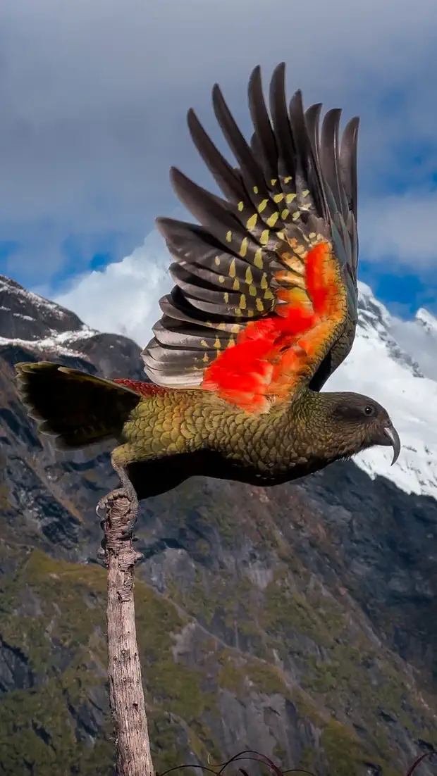 A kea in flight showing its orange underwing