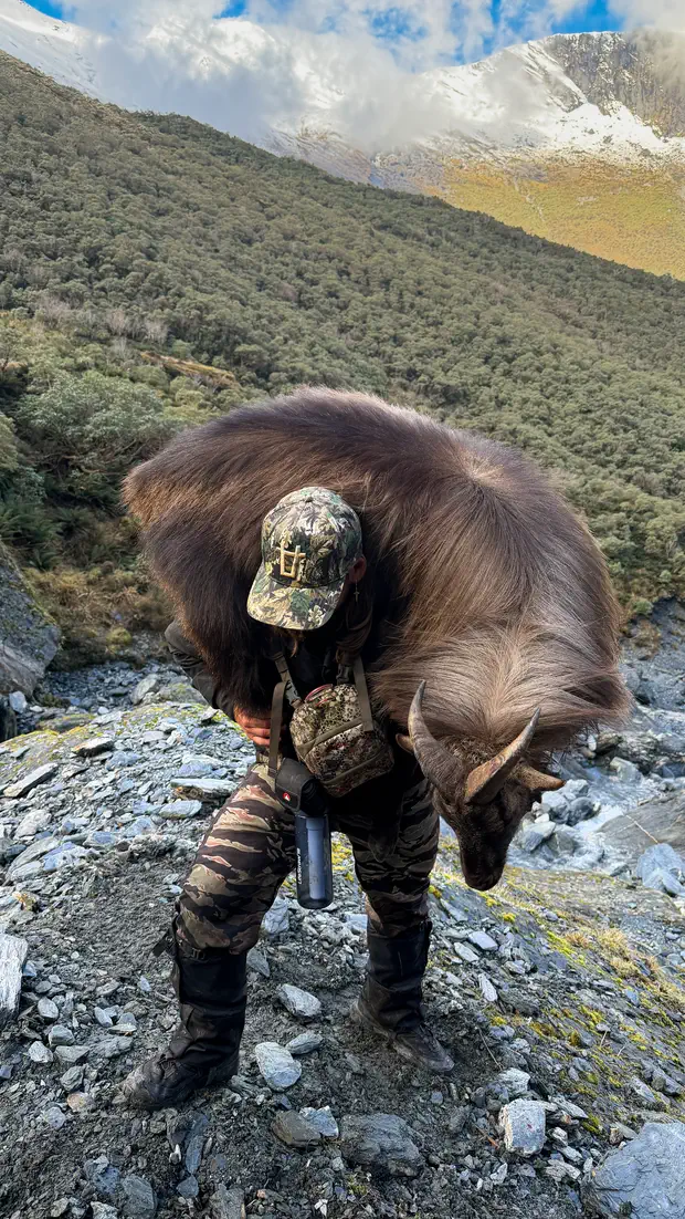 Carrying a tahr down the shale