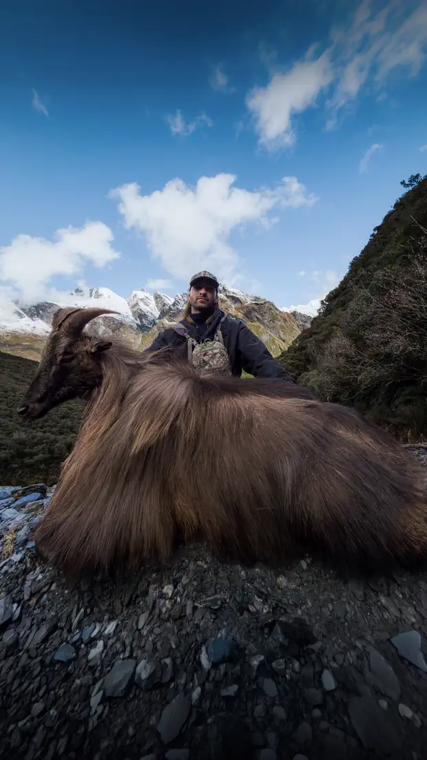 A bull tahr in full winter mane on the shale