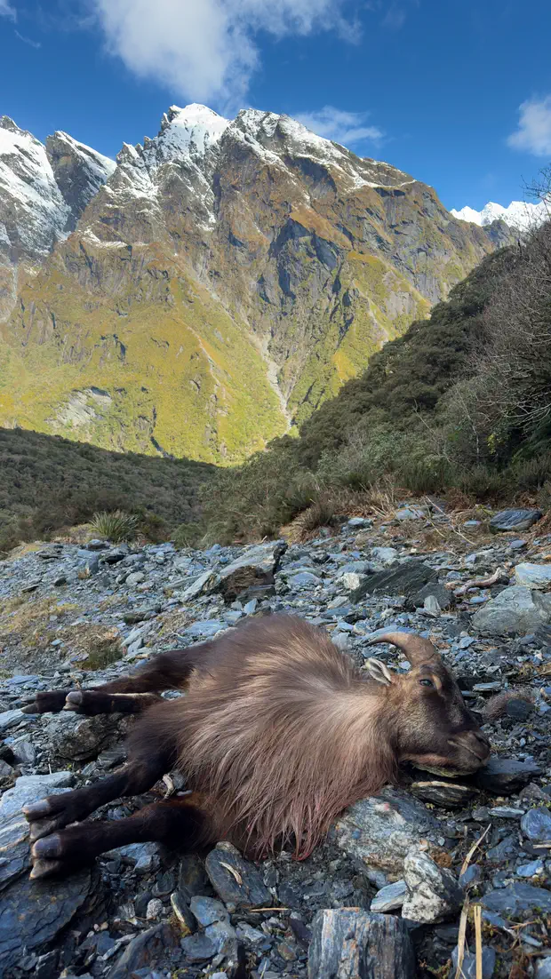 A tahr down on the shale with the valley behind