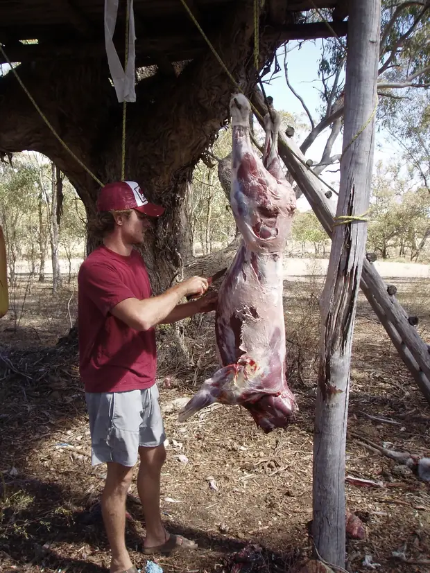 Skinning a deer hung from a tree