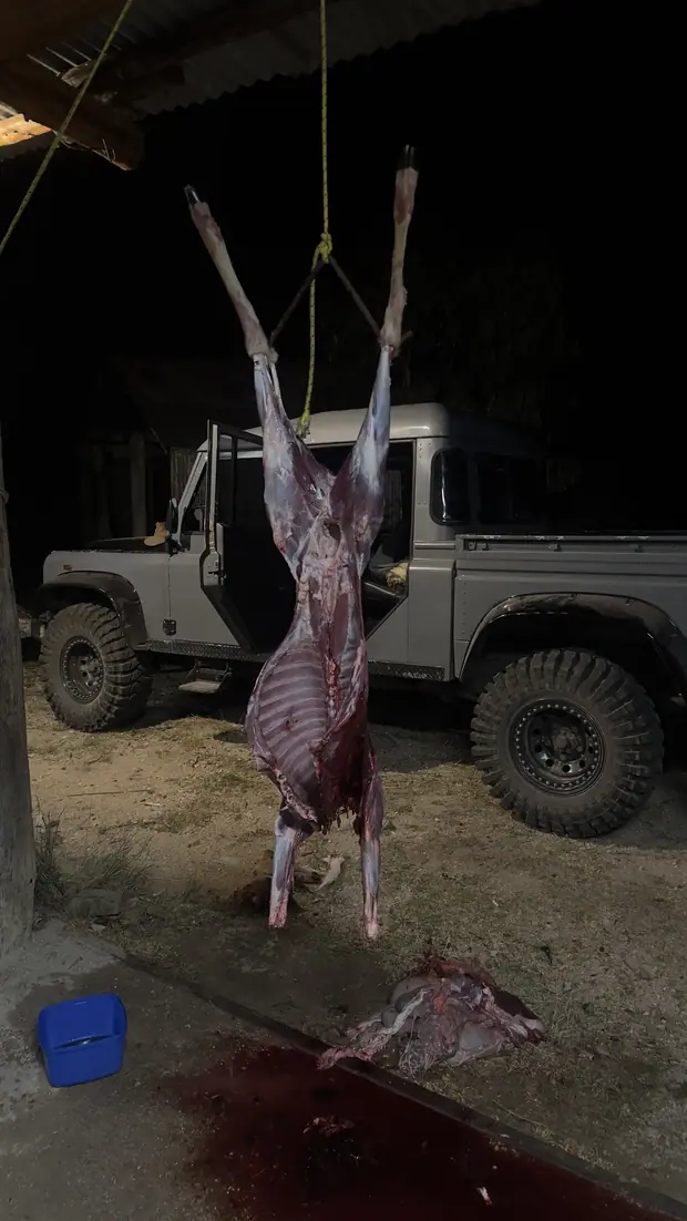 A carcass hung on the gambrel in the shed