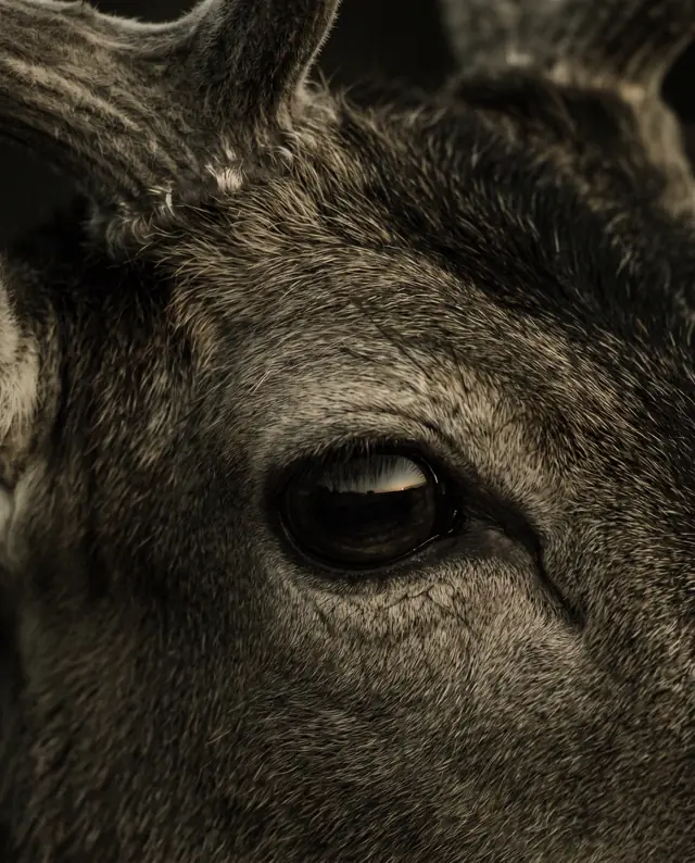 A close-up of a deer's eye, set on the side of the head