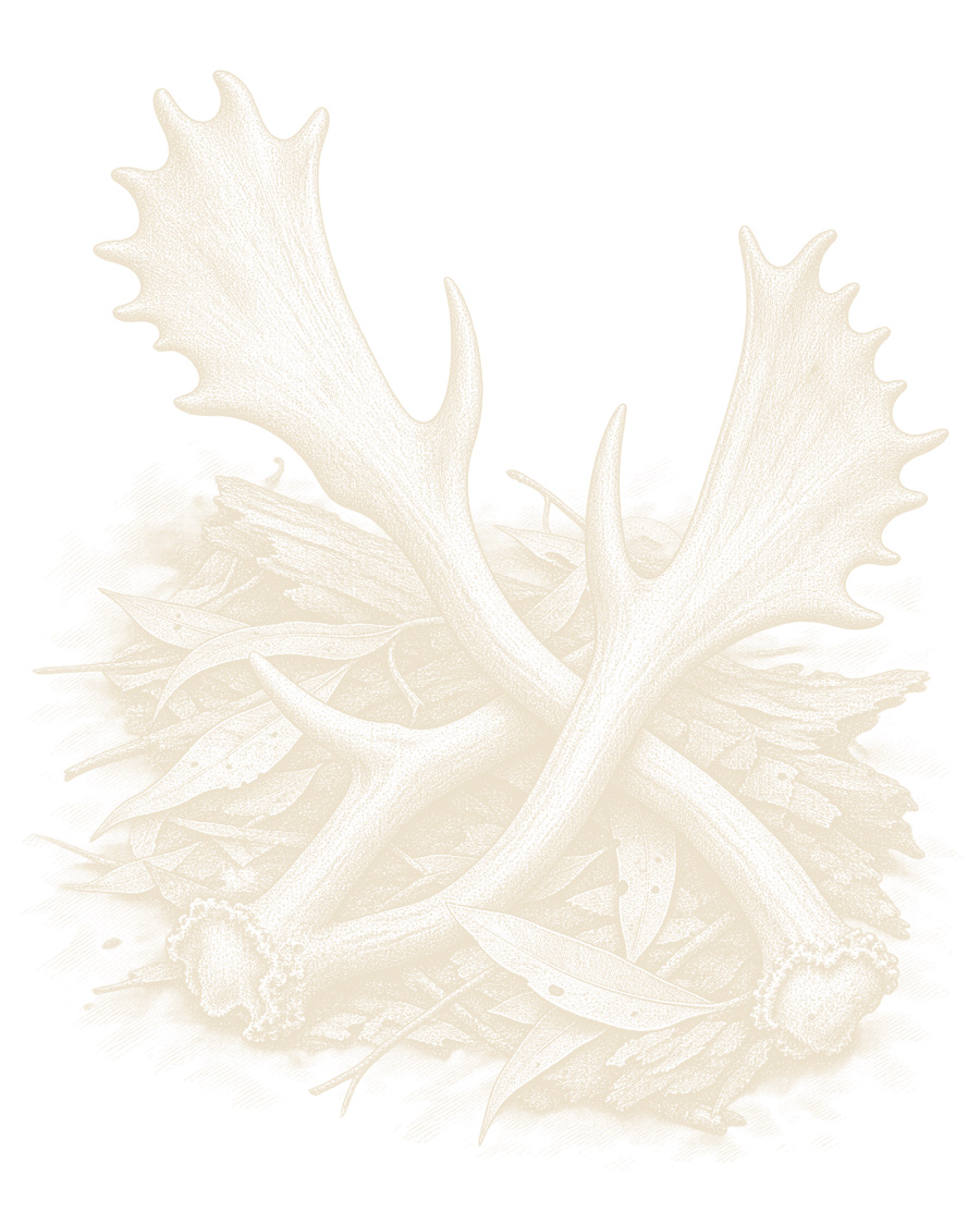 An engraving of two cast fallow antlers crossed on a bed of gum leaves and bark