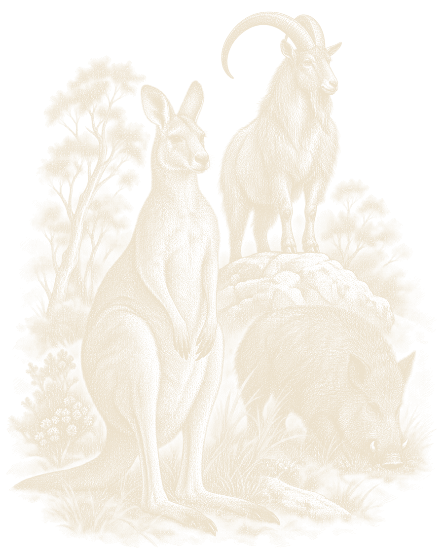 An engraving of an eastern grey kangaroo standing upright beside a long-horned feral goat on a rock, with a feral boar rooting in the grass in front, under gum trees