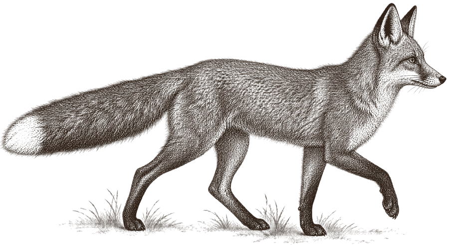An engraving of a red fox trotting, side on, bushy tail straight out behind