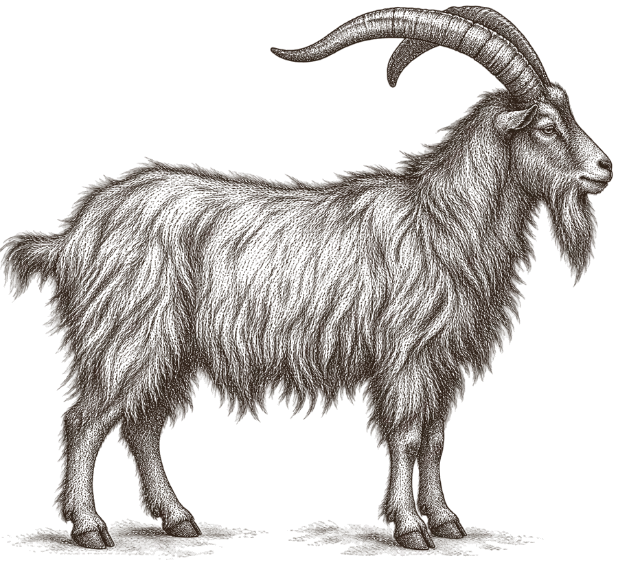 An engraving of a shaggy feral billy goat, side on, with long horns swept back and a beard