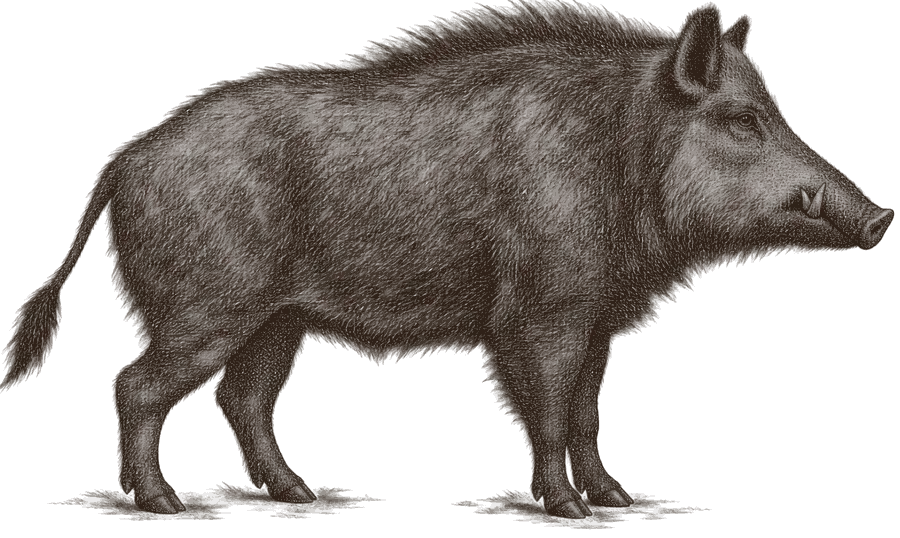 An engraving of a feral boar, side on, with small tusks and a bristled crest along the spine