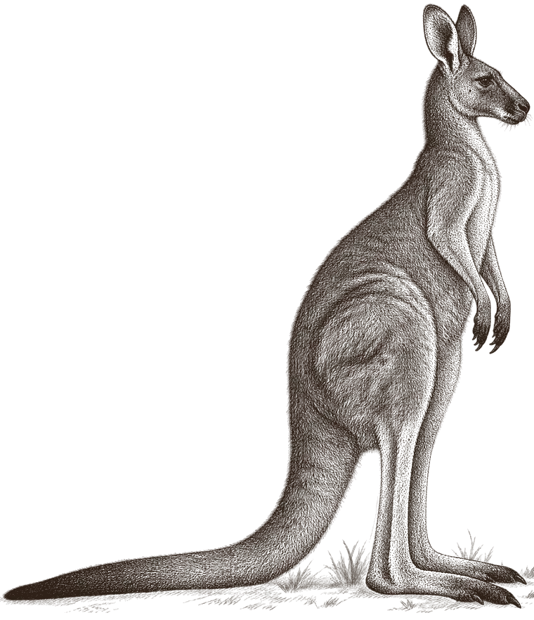 An engraving of an eastern grey kangaroo standing upright, side on, facing right