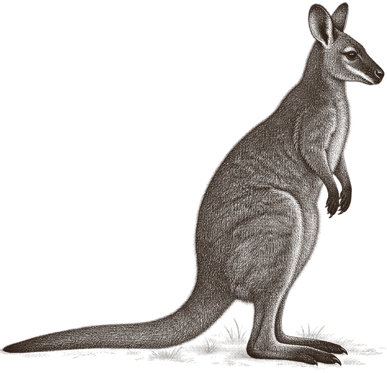 An engraving of a red-necked wallaby standing, side on, facing right