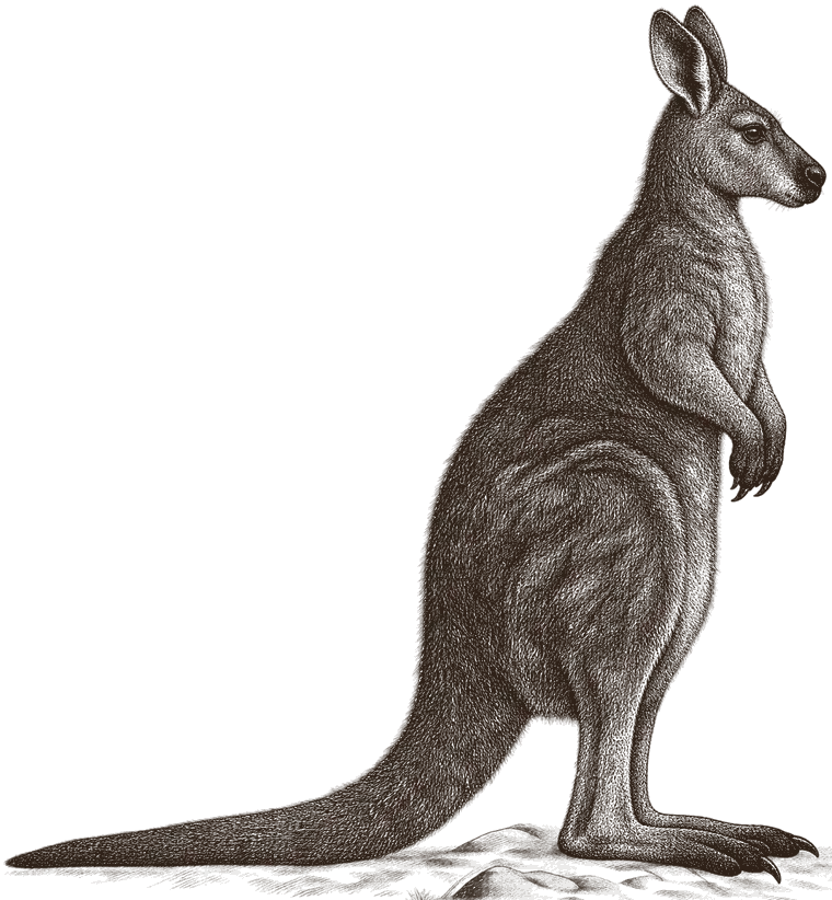 An engraving of a stocky wallaroo standing on rock, side on, facing right