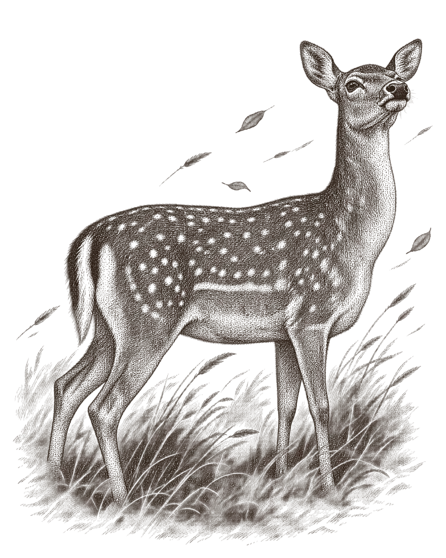 An engraving of a fallow doe standing in long grass, head up and nose lifted into the breeze