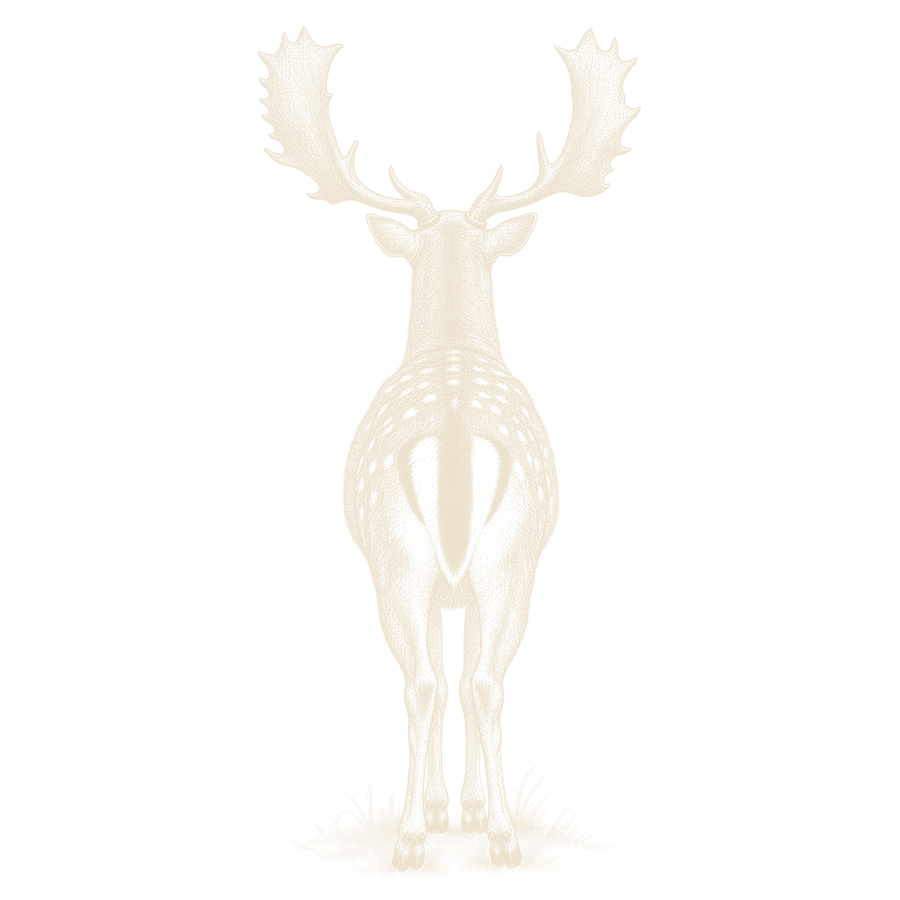 A fallow buck walking straight away