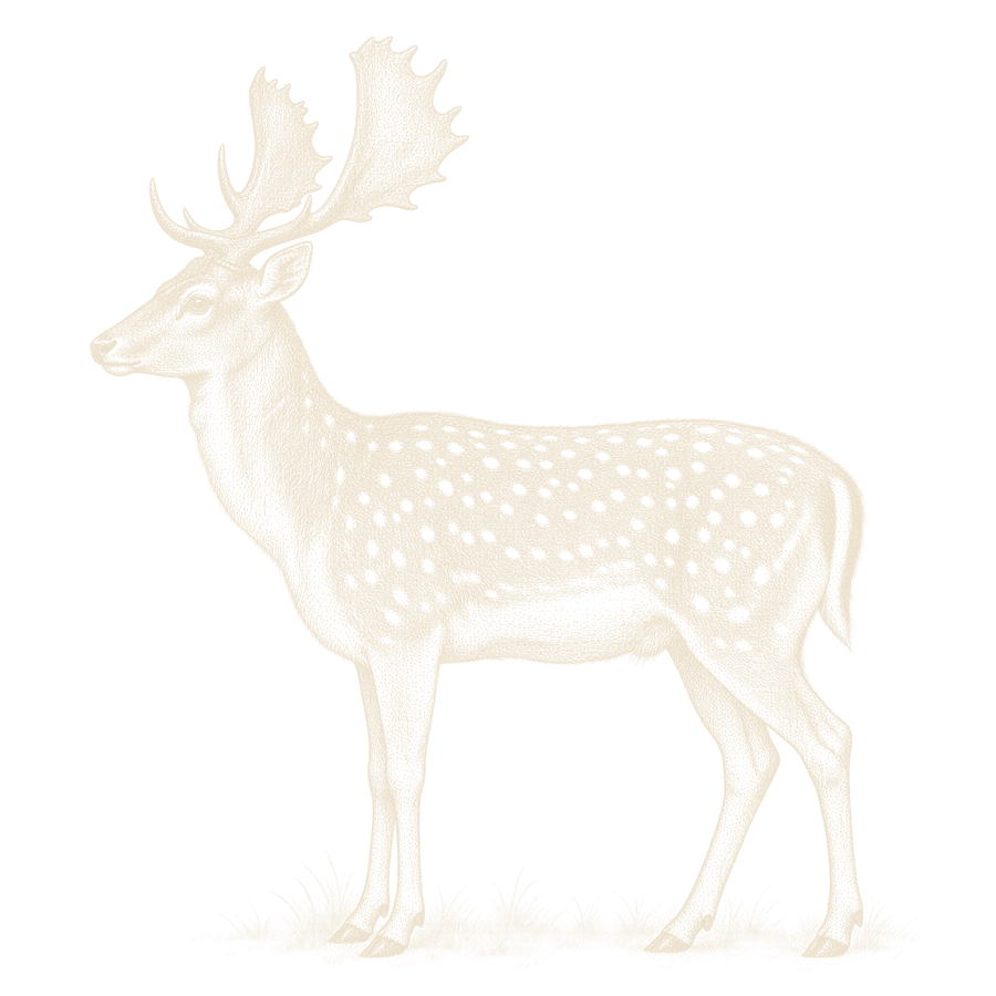 A fallow buck standing broadside
