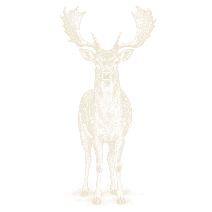 A fallow buck facing you, head up