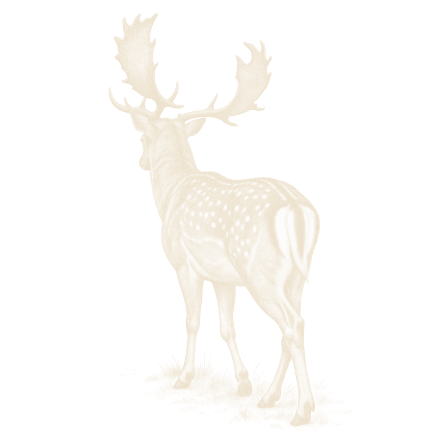 A fallow buck quartering away