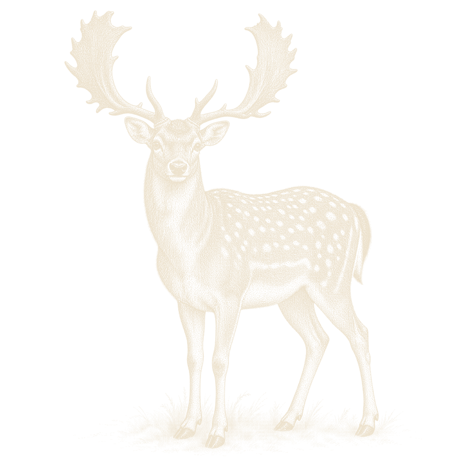 A fallow buck quartering towards you
