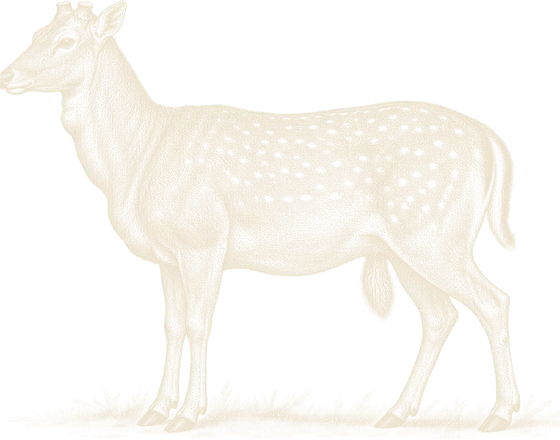 An engraving of a fallow buck that has cast his antlers, the brush hanging under his belly