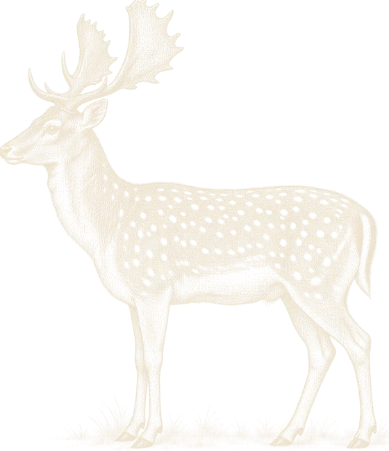 An engraving of a fallow buck in hard antler, side on