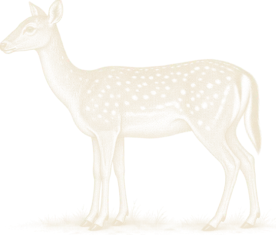 An engraving of a spotted fallow doe, side on