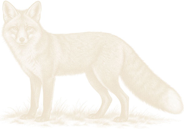 An engraving of a red fox standing still, side on, looking at the viewer