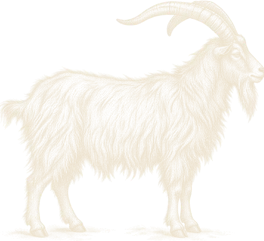 An engraving of a shaggy feral billy goat with long swept-back horns