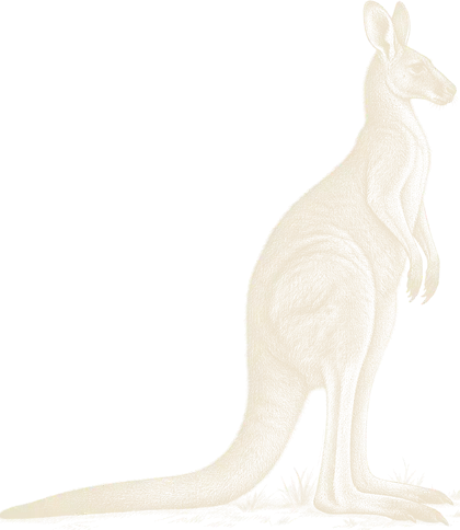 An engraving of an eastern grey kangaroo standing upright, side on
