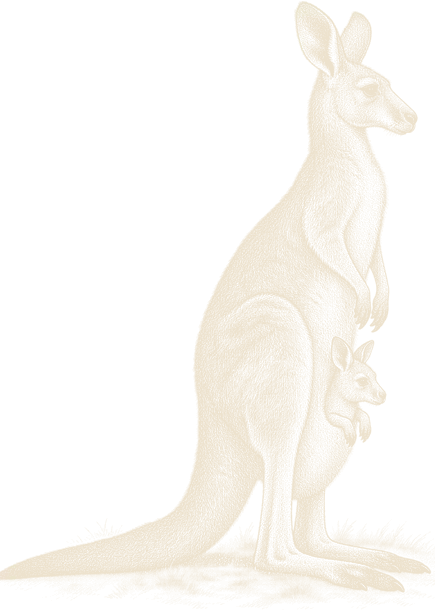 An engraving of a female eastern grey kangaroo with a joey's head out of her pouch