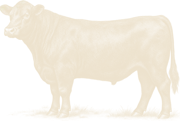 An engraving of a black steer standing side on, head turned to the viewer