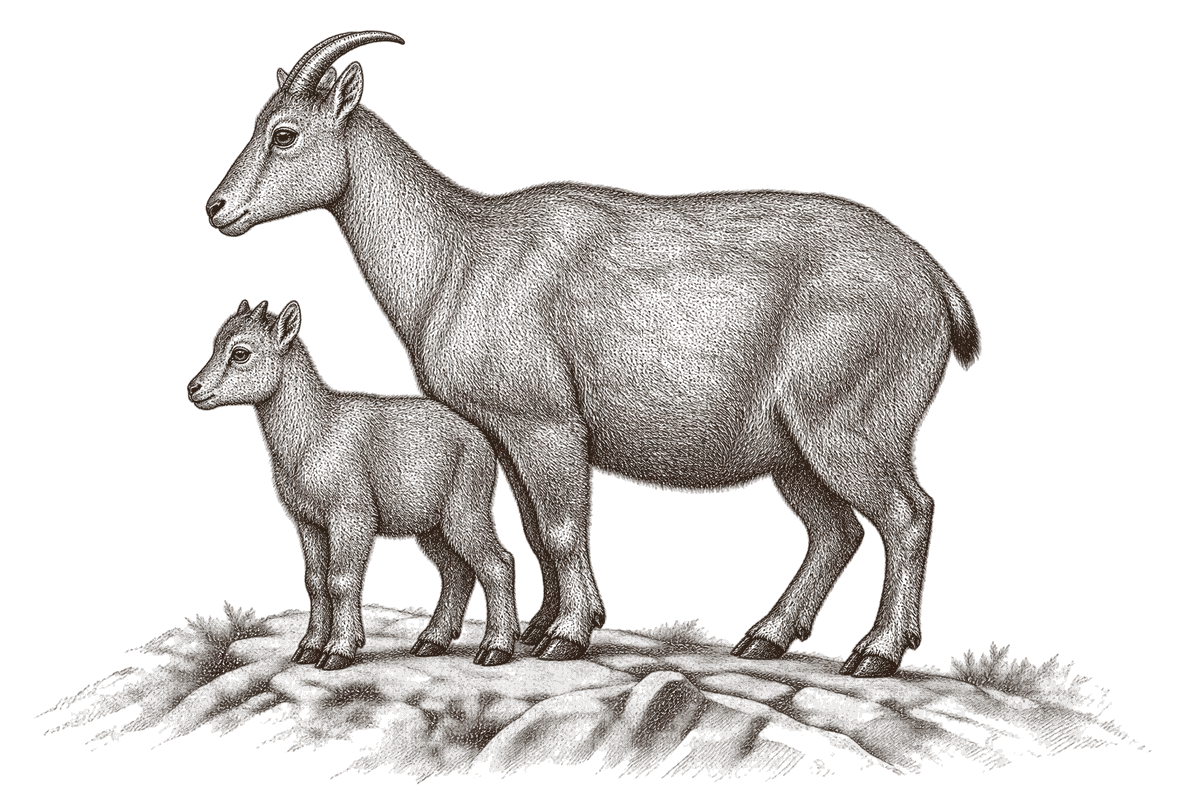 An engraving of a tahr nanny and her kid standing side on, short-coated, with slim swept-back horns