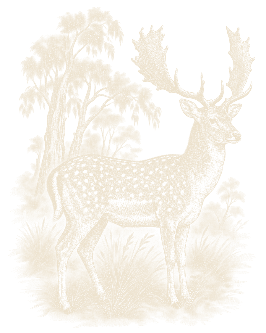 An engraving of a spotted fallow buck standing in tussock under gum trees