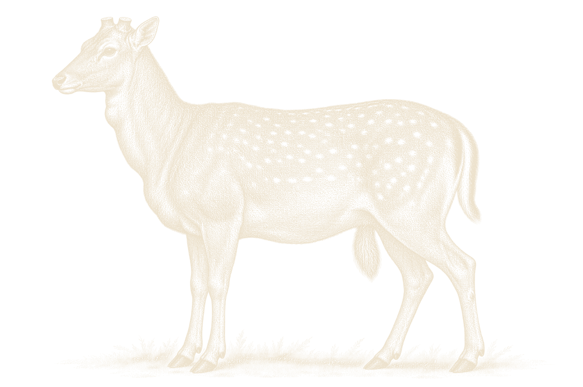 An engraving of a fallow buck in spring with no antlers, showing his thick neck and the brush under his belly