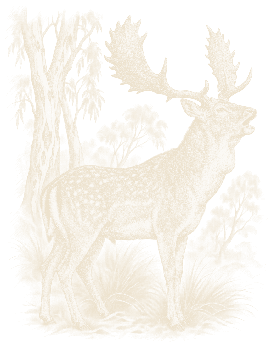 An engraving of a fallow buck groaning, head raised and mouth open, his neck thick with the rut